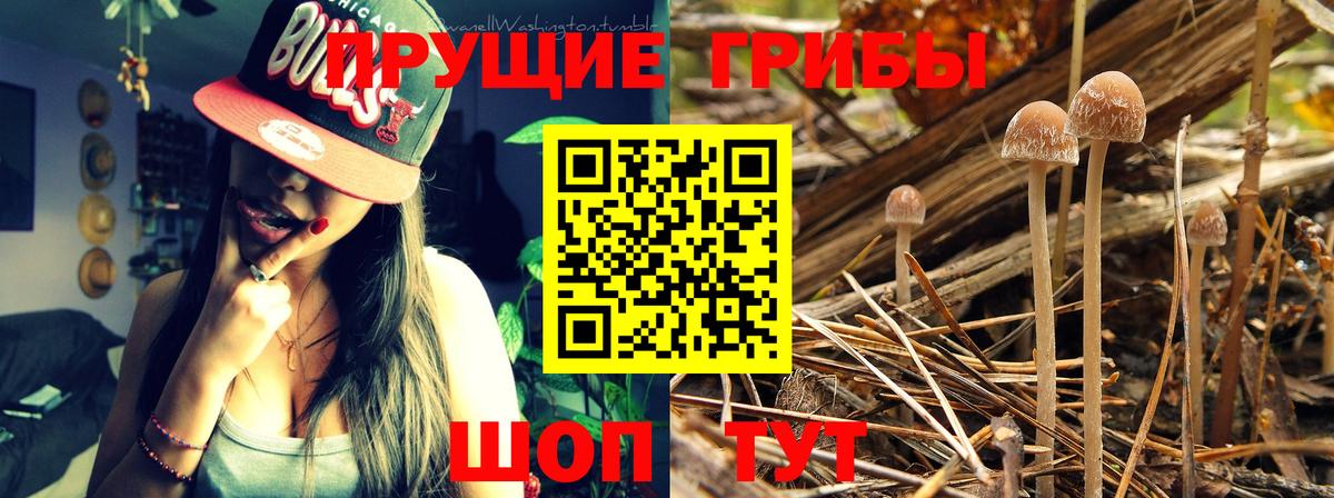 Галлюциногенные грибы Cubensis  Вход с VPN  Алапаевск 